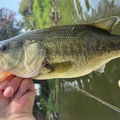 Spinner cho câu cá