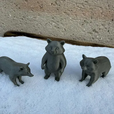 Beautiful Raccoon Bears – Gia đình gấu mèo xinh xắn