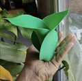 Bình Hoa Lấy Cảm Hứng Từ Lá (Leaf Inspired Vase) - Thumbnail 3