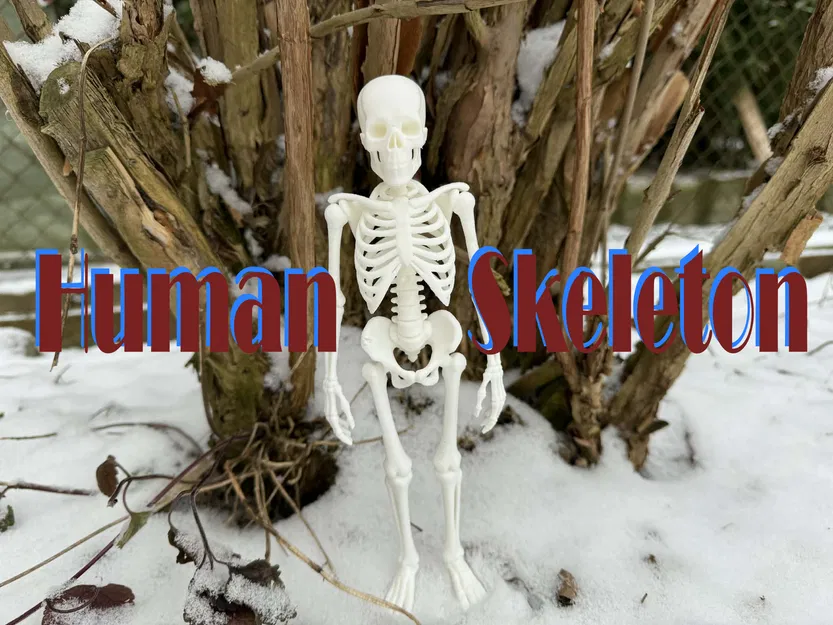 Bộ Xương Người Siêu Chân Thực (Fully Realistic Human Skeleton) - Image 1