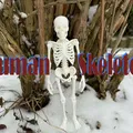 Bộ Xương Người Siêu Chân Thực (Fully Realistic Human Skeleton) - Thumbnail 1