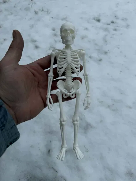 Bộ Xương Người Siêu Chân Thực (Fully Realistic Human Skeleton) - Image 2