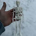 Bộ Xương Người Siêu Chân Thực (Fully Realistic Human Skeleton) - Thumbnail 2