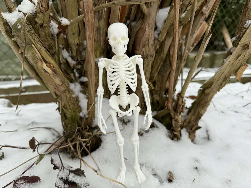 Bộ Xương Người Siêu Chân Thực (Fully Realistic Human Skeleton) - Image 3