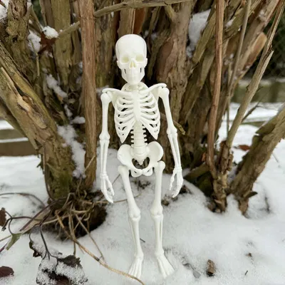 Bộ Xương Người Siêu Chân Thực (Fully Realistic Human Skeleton)