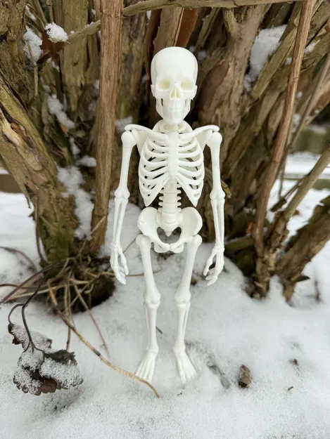 Bộ Xương Người Siêu Chân Thực (Fully Realistic Human Skeleton) - Image 4