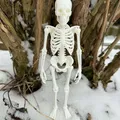 Bộ Xương Người Siêu Chân Thực (Fully Realistic Human Skeleton) - Thumbnail 4