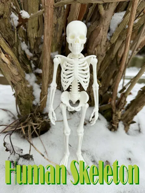 Bộ Xương Người Siêu Chân Thực (Fully Realistic Human Skeleton) - Image 5