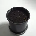 Dĩa lót chậu hình học tối giản phong cách Nhật (Japanese-Inspired Geometric Plant Pot Saucer) - Thumbnail 3