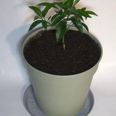 Dĩa lót chậu hình học tối giản phong cách Nhật (Japanese-Inspired Geometric Plant Pot Saucer)