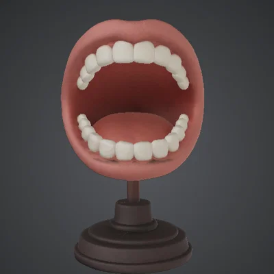 Mô hình trưng bày tượng bán thân miệng há – Răng & khoang miệng chi tiết