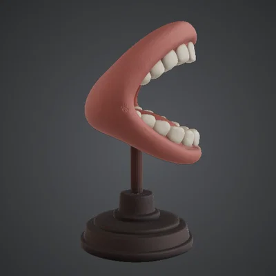 Mô hình trưng bày tượng bán thân miệng há – Răng & khoang miệng chi tiết