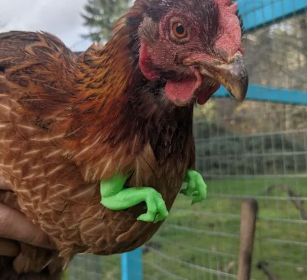 Cánh tay Velociraptor cho Gà (Chicken Velociraptor Arms) - Image 1