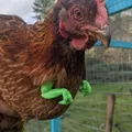 Cánh tay Velociraptor cho Gà (Chicken Velociraptor Arms) - Thumbnail 1