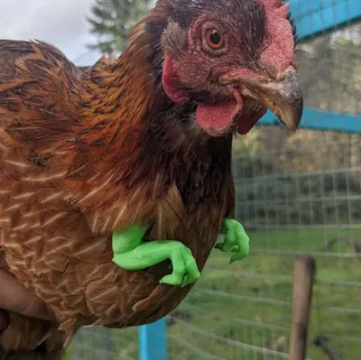 Cánh tay Velociraptor cho Gà (Chicken Velociraptor Arms)