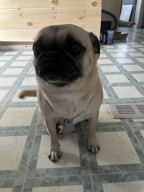 Mặt dây chuyền đầu sói (Wolf Head Necklace Pendant) - Image 2