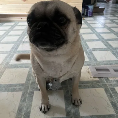 Mặt dây chuyền đầu sói (Wolf Head Necklace Pendant)