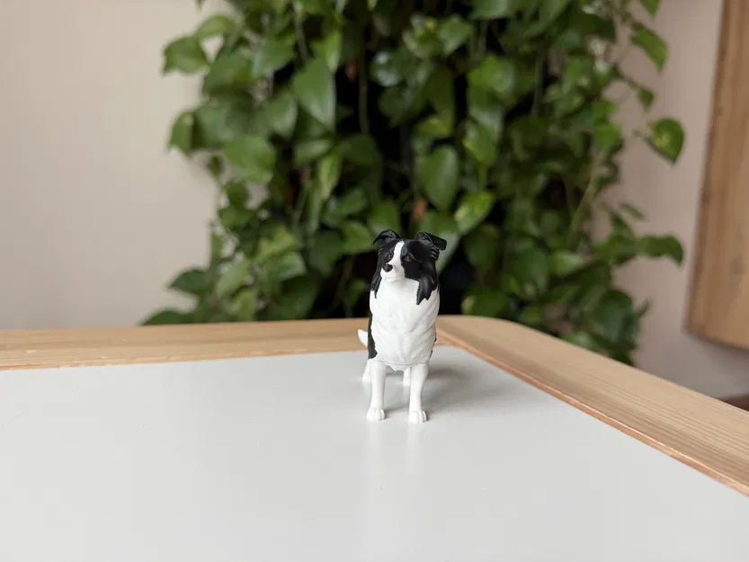Border Collie (Đen & Trắng) – Mô hình chó chân thực - Image 5