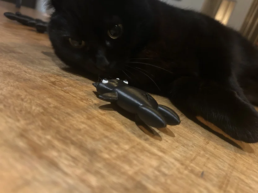 Con mèo (cat) - Image 1