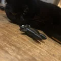 Con mèo (cat) - Thumbnail 1
