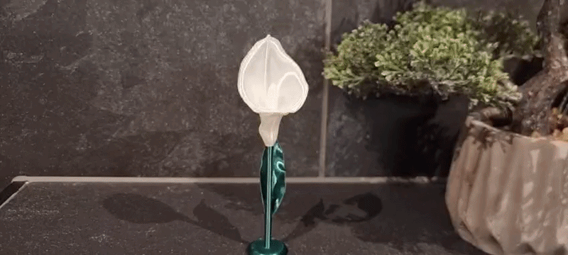 Calla Lily (Hoa Calla Lily) - Image 1