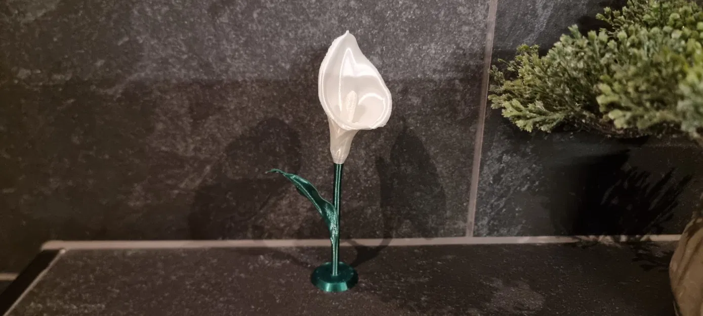 Calla Lily (Hoa Calla Lily) - Image 2