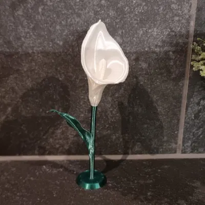 Calla Lily (Hoa Calla Lily)