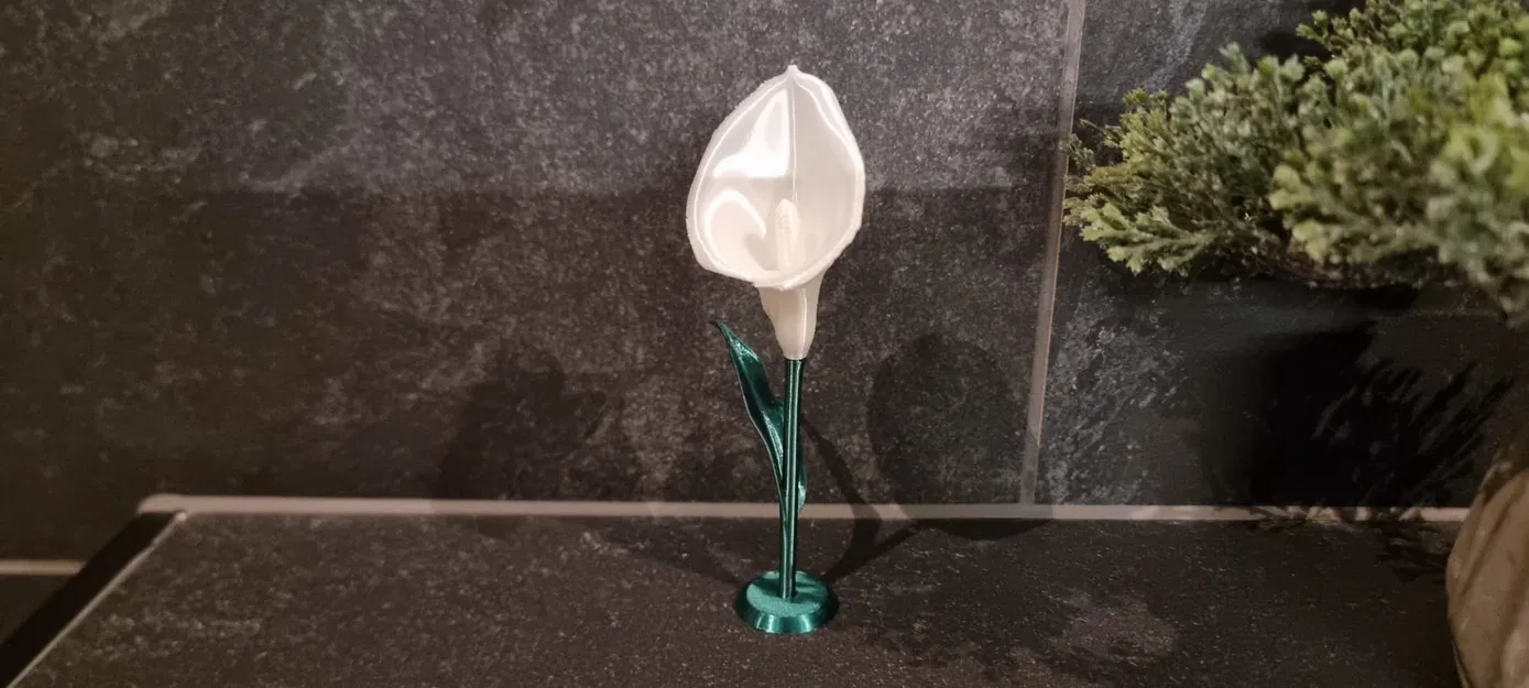 Calla Lily (Hoa Calla Lily) - Image 3