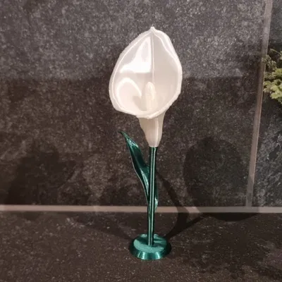 Calla Lily (Hoa Calla Lily)