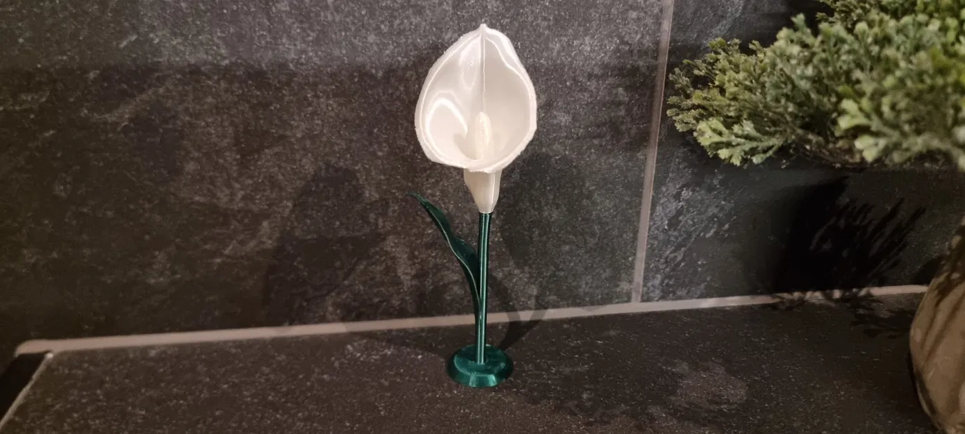 Calla Lily (Hoa Calla Lily) - Image 4