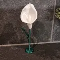 Calla Lily (Hoa Calla Lily) - Thumbnail 4