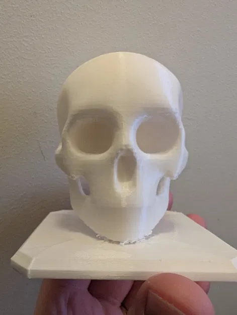 The Skull – Mẫu Hộp Sọ Giải Phẫu Stylized In 3D - Image 1