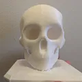 The Skull – Mẫu Hộp Sọ Giải Phẫu Stylized In 3D - Thumbnail 1