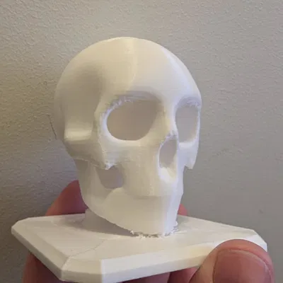 The Skull – Mẫu Hộp Sọ Giải Phẫu Stylized In 3D