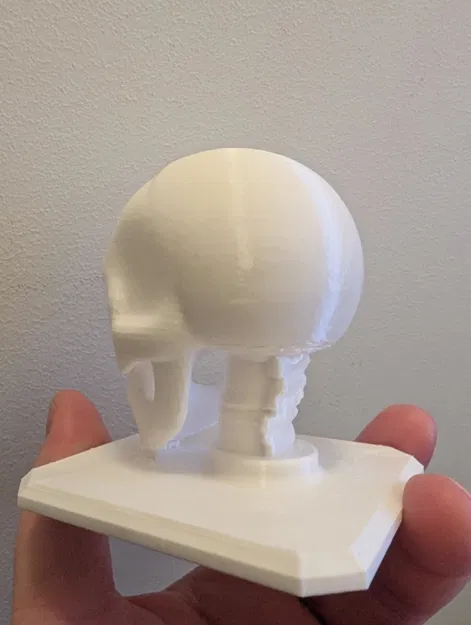 The Skull – Mẫu Hộp Sọ Giải Phẫu Stylized In 3D - Image 3