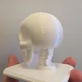 The Skull – Mẫu Hộp Sọ Giải Phẫu Stylized In 3D - Thumbnail 3