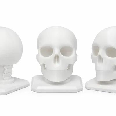 The Skull – Mẫu Hộp Sọ Giải Phẫu Stylized In 3D