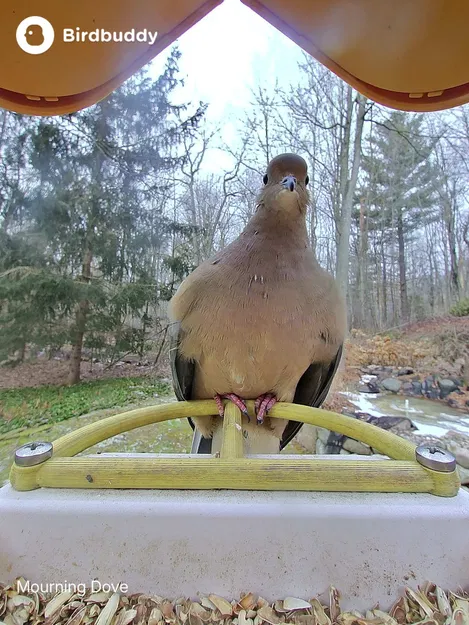 Perch Bird Buddy Nhỏ Gọn, Đơn Giản - Image 3