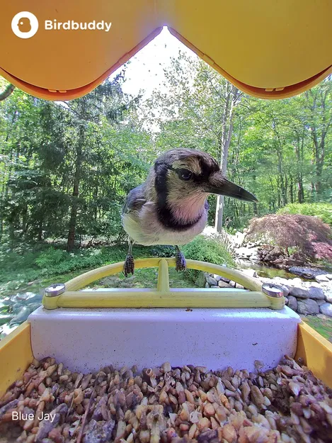 Perch Bird Buddy Nhỏ Gọn, Đơn Giản - Image 4