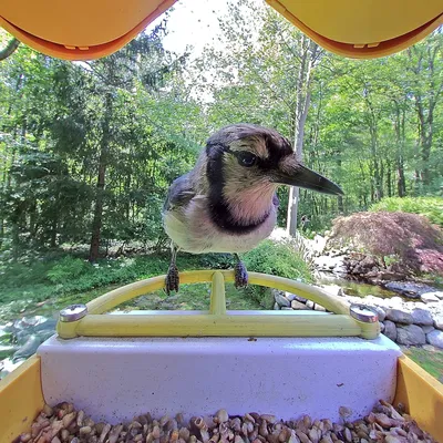 Perch Bird Buddy Nhỏ Gọn, Đơn Giản