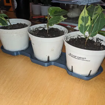 Plant Soucer 3X - Dĩa lót chậu cho 3 chậu (đáy đến 75mm)