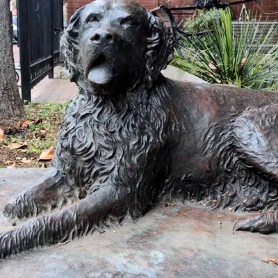 Bum the Dog – Bảo tàng Gaslamp, San Diego