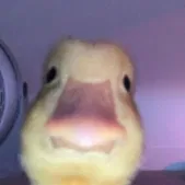 Mô Hình 3D Chú Vịt Đáng Yêu - Trang Trí Ngộ Nghĩnh