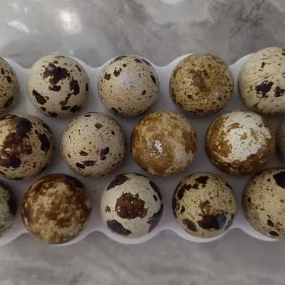 Khay/giá để 18 trứng cút