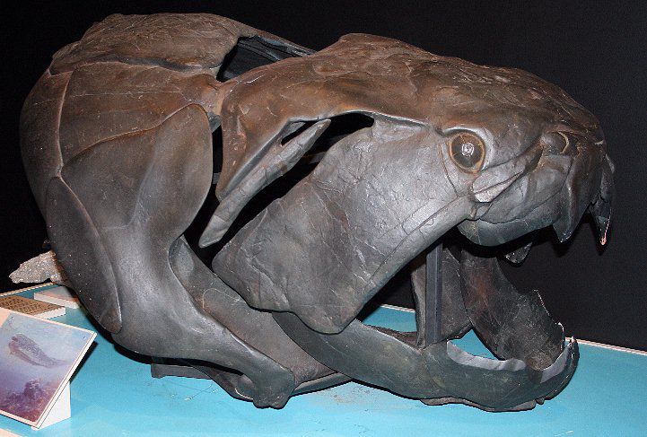 Dunkleosteus – Cá săn mồi khổng lồ thời Devon - Image 1