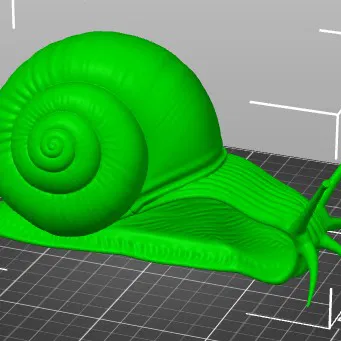 SNAIL GARDEN ŠNEK ZAHRADNÍ (Ốc Sên Sân Vườn)