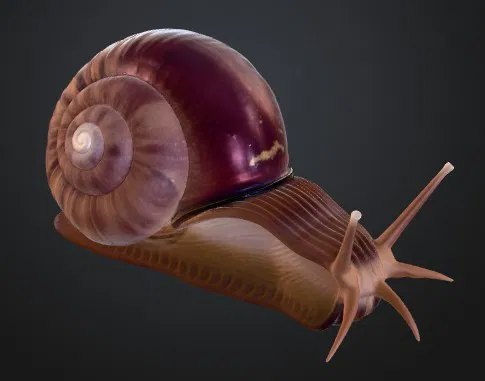 SNAIL GARDEN ŠNEK ZAHRADNÍ (Ốc Sên Sân Vườn) - Image 3