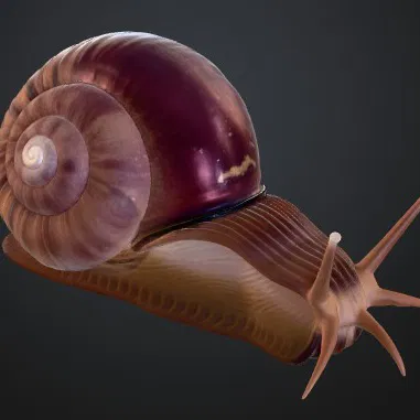 SNAIL GARDEN ŠNEK ZAHRADNÍ (Ốc Sên Sân Vườn)