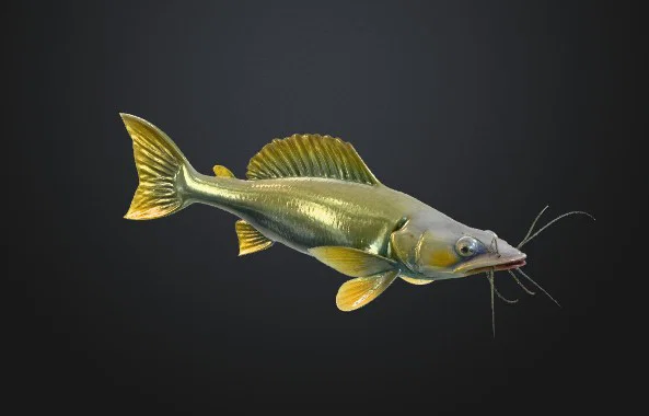 CATFISH FISH SUMEC RYBA (Cá da trơn) - Image 1