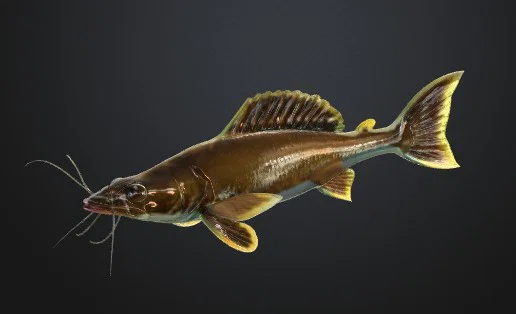 CATFISH FISH SUMEC RYBA (Cá da trơn) - Image 2